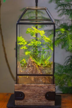 Handmade Glass Terrarium With Wood Base, Geometric Planter With Door, With LED Acrylic Lamp Base For Plants, Moss Landscapes, Plant Lover Gift -Terrarium Plant Hub IMG 4294 e72d66c6 4604 4665 95de 00dfab0a0f4c