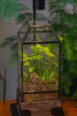Handmade Glass Terrarium With Wood Base, Geometric Planter With Door, With LED Acrylic Lamp Base For Plants, Moss Landscapes, Plant Lover Gift -Terrarium Plant Hub IMG 4296
