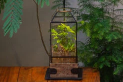 Handmade Glass Terrarium With Wood Base, Geometric Planter With Door, With LED Acrylic Lamp Base For Plants, Moss Landscapes, Plant Lover Gift -Terrarium Plant Hub IMG 4297