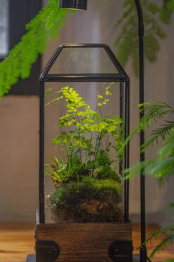 Handmade Glass Terrarium With Wood Base, Geometric Planter With Door, With LED Wood Lamp Base For Plants, Moss Landscapes, Plant Lover Gift 39 Handmade Glass Terrarium With Wood Base, Geometric Planter With Door, With LED Wood Lamp Base For Plants, Moss Landscapes, Plant Lover Gift -Terrarium Plant Hub IMG 4304 1