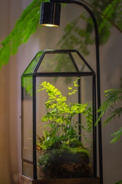 Handmade Glass Terrarium With Wood Base, Geometric Planter With Door, With LED Acrylic Lamp Base For Plants, Moss Landscapes, Plant Lover Gift -Terrarium Plant Hub IMG 4305
