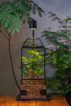 Handmade Glass Terrarium With Wood Base, Geometric Planter With Door, With LED Acrylic Lamp Base For Plants, Moss Landscapes, Plant Lover Gift -Terrarium Plant Hub IMG 4309