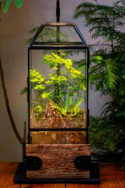 Handmade Glass Terrarium With Wood Base, Geometric Planter With Door, With LED Acrylic Lamp Base For Plants, Moss Landscapes, Plant Lover Gift -Terrarium Plant Hub IMG 4312