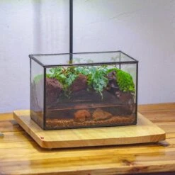 NCYP Watertight Close Rectangle Geometric Glass Tin Terrarium, For Small Waterpond, Moss Landscape, Live Miniature, Water Pond, Landscape -Terrarium Plant Hub IMG 4331 140d321c 58e8 4e37 badc baebea68f447