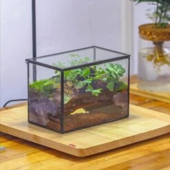 NCYP Watertight Close Small Rectangle Geometric Glass Tin Terrarium, For Small Waterpond, Moss Landscape, Live Miniature, Water Pond -Terrarium Plant Hub IMG 4348