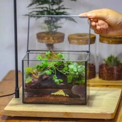 NCYP Watertight Close Small Rectangle Geometric Glass Tin Terrarium, For Small Waterpond, Moss Landscape, Live Miniature, Water Pond -Terrarium Plant Hub IMG 4355