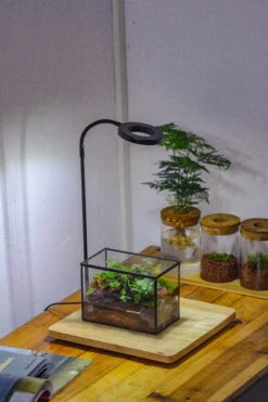 NCYP Watertight Close Small Rectangle Geometric Glass Tin Terrarium, For Small Waterpond, Moss Landscape, Live Miniature, Water Pond -Terrarium Plant Hub IMG 4356