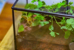 NCYP Watertight Close Small Rectangle Geometric Glass Tin Terrarium, For Small Waterpond, Moss Landscape, Live Miniature, Water Pond -Terrarium Plant Hub IMG 4362