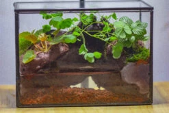 NCYP Watertight Close Small Rectangle Geometric Glass Tin Terrarium, For Small Waterpond, Moss Landscape, Live Miniature, Water Pond -Terrarium Plant Hub IMG 4363