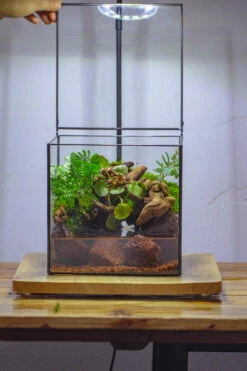 NCYP Watertight Close Cube 7" Geometric Glass Tin Terrarium, For Small Waterpond, Moss Landscape, Live Miniature, Water Pond, Landscape -Terrarium Plant Hub IMG 4370