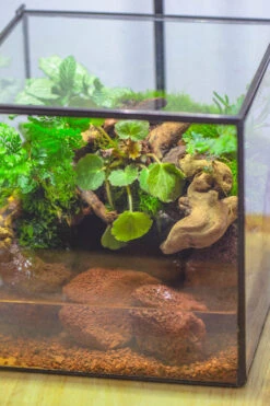 NCYP Watertight Close Cube 7" Geometric Glass Tin Terrarium, For Small Waterpond, Moss Landscape, Live Miniature, Water Pond, Landscape -Terrarium Plant Hub IMG 4373 3