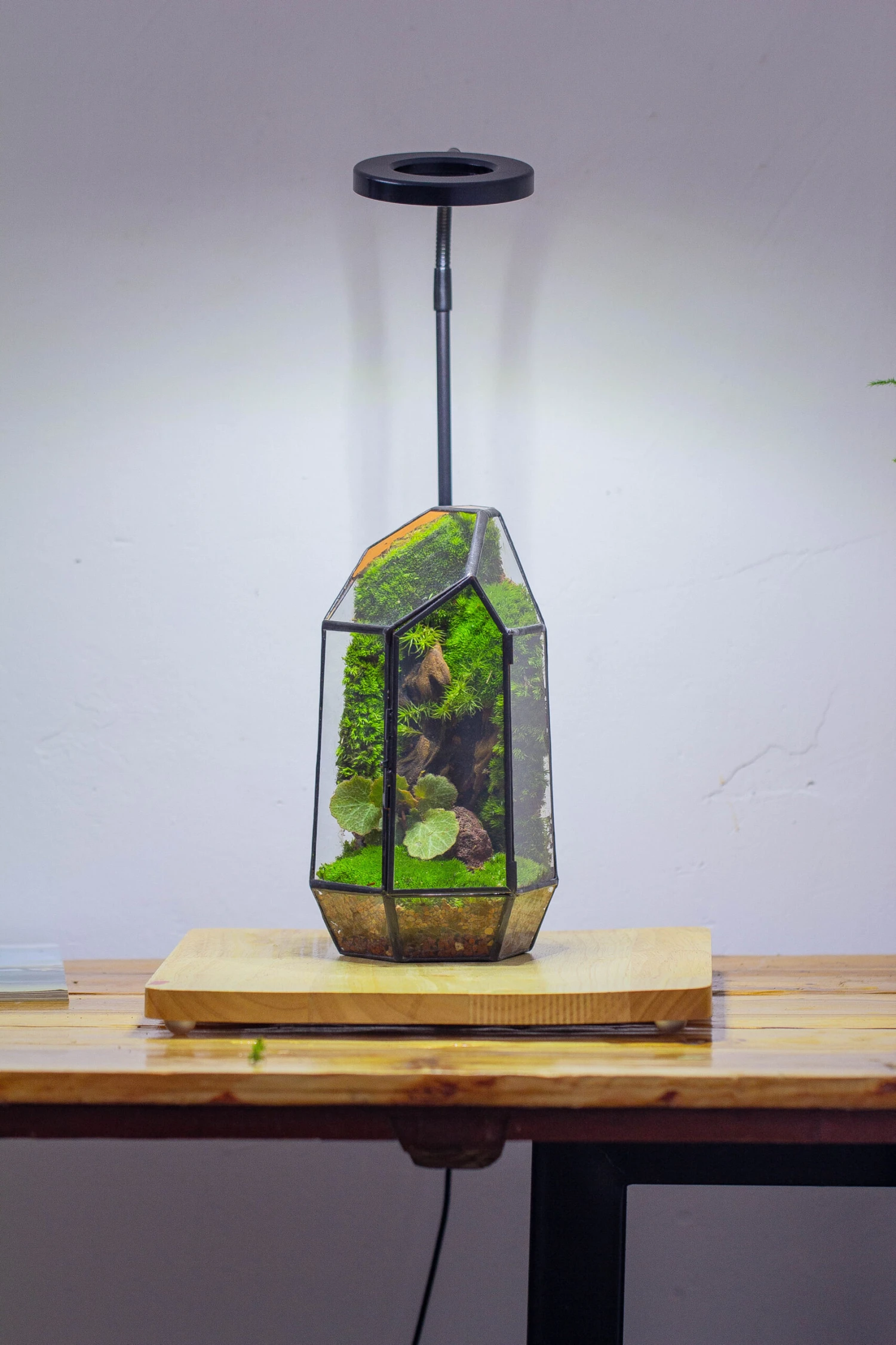 NCYP 8.66" Height Closed Irregular Glass Terrarium With Door Succulent Planter Geometric Flower Plant Pot Tabletop Small Bonsai 22 NCYP 8.66" Height Closed Irregular Glass Terrarium With Door Succulent Planter Geometric Flower Plant Pot Tabletop Small Bonsai - Image 20