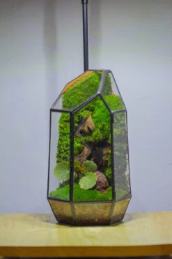 NCYP 8.66" Height Closed Irregular Glass Terrarium With Door Succulent Planter Geometric Flower Plant Pot Tabletop Small Bonsai 36 NCYP 8.66" Height Closed Irregular Glass Terrarium With Door Succulent Planter Geometric Flower Plant Pot Tabletop Small Bonsai -Terrarium Plant Hub IMG 4381 7a6d222a a9f8 4f33 9a0a 16b312755d61