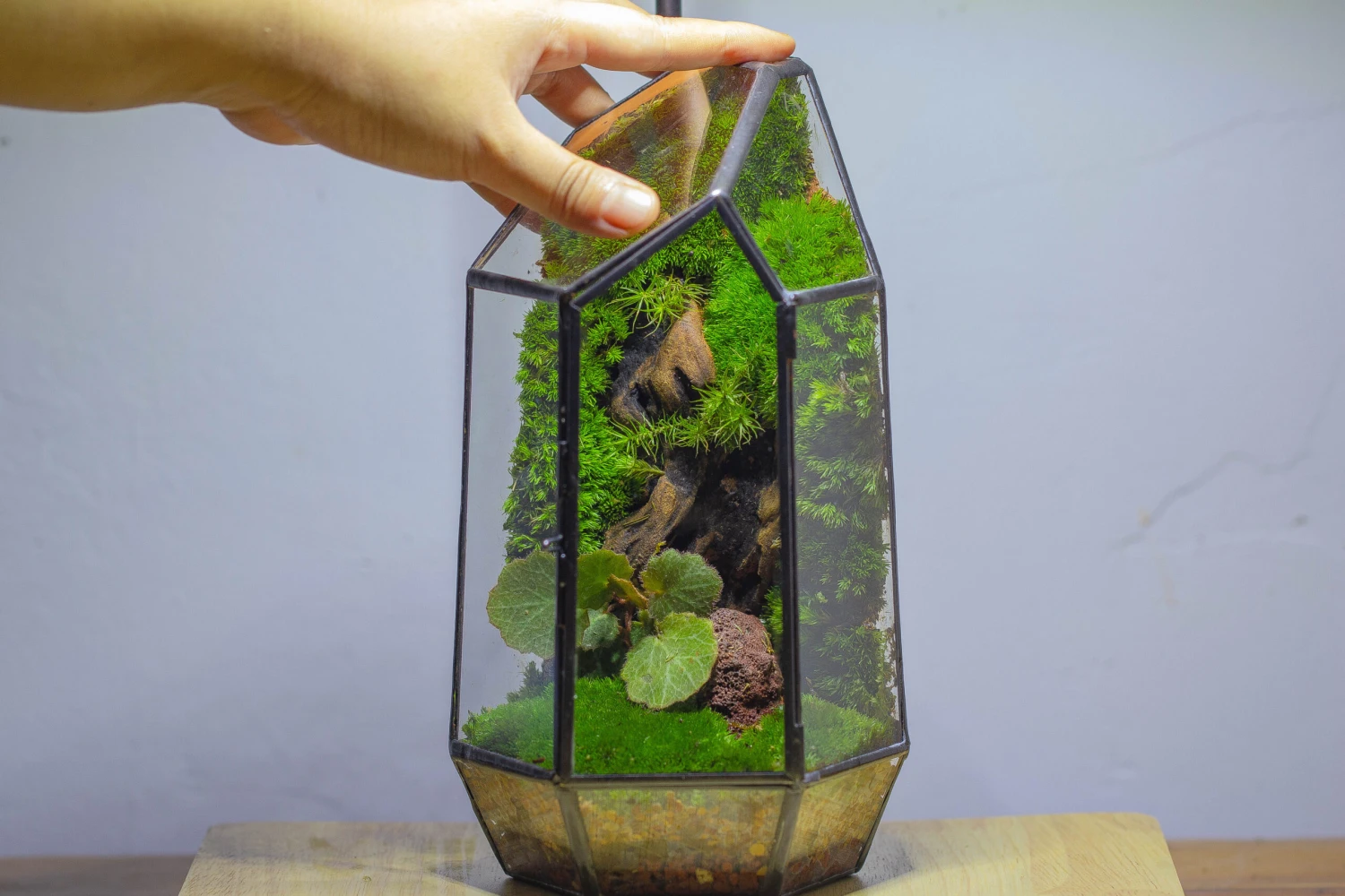 NCYP 8.66" Height Closed Irregular Glass Terrarium With Door Succulent Planter Geometric Flower Plant Pot Tabletop Small Bonsai 12 NCYP 8.66" Height Closed Irregular Glass Terrarium With Door Succulent Planter Geometric Flower Plant Pot Tabletop Small Bonsai - Image 10