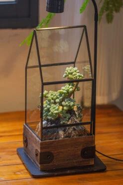 Handmade Glass Terrarium With Wood Base, House Shape Planter With Door, With LED Acrylic Lamp Base For Plants, Moss Landscapes, Plant Lover Gift -Terrarium Plant Hub IMG 4385 2891a960 3849 4053 b7a4 f641264fa500