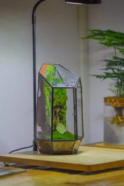 NCYP 8.66" Height Closed Irregular Glass Terrarium With Door Succulent Planter Geometric Flower Plant Pot Tabletop Small Bonsai 33 NCYP 8.66" Height Closed Irregular Glass Terrarium With Door Succulent Planter Geometric Flower Plant Pot Tabletop Small Bonsai -Terrarium Plant Hub IMG 4388 2703712f 99d1 49a0 a49e 9f34f76e4e69