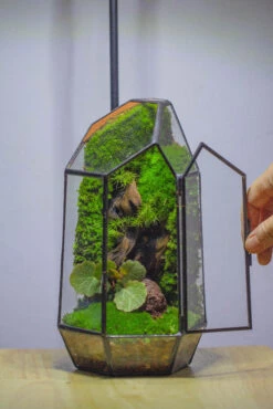 NCYP 8.66" Height Closed Irregular Glass Terrarium With Door Succulent Planter Geometric Flower Plant Pot Tabletop Small Bonsai 34 NCYP 8.66" Height Closed Irregular Glass Terrarium With Door Succulent Planter Geometric Flower Plant Pot Tabletop Small Bonsai -Terrarium Plant Hub IMG 4390 2a15da93 8349 497f b1bc 65ddc0dddc9a