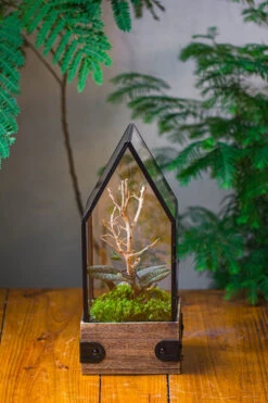 Handmade Glass Terrarium With Wood Base, House Shape Planter With Door, With LED Acrylic Lamp Base For Plants, Moss Landscapes, Plant Lover Gift -Terrarium Plant Hub IMG 4399 2cc5e4a3 e8b3 46d4 9bc1 b9397e73ddb2 1