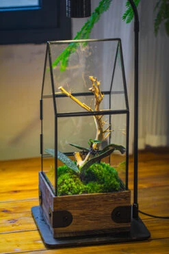 Handmade Glass Terrarium With Wood Base, House Shape Planter With Door, With LED Acrylic Lamp Base For Plants, Moss Landscapes, Plant Lover Gift -Terrarium Plant Hub IMG 4407