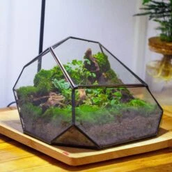 Irregular Geometric Rock Shape Glass And Tin Terrarium, For Moss -Terrarium Plant Hub IMG 4418 c5625978 51f6 45e6 a320 05eb99079775