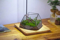 Geometric Terrarium Irregular, Handmade,Tin And Glass -Terrarium Plant Hub IMG 4439