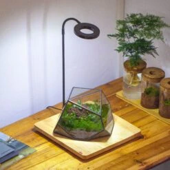 Geometric Terrarium Irregular, Handmade,Tin And Glass -Terrarium Plant Hub IMG 4441
