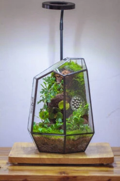 NCYP Close Geometric Tin Glass Terrarium With Door, Vent, Insect Bug Terrarium -Terrarium Plant Hub IMG 4444 fbd51270 bb18 41cd a1e8 8c044e56ae3c