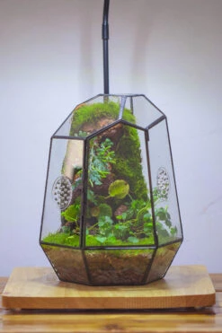 NCYP Close Geometric Tin Glass Terrarium With Door, Vent, Insect Bug Terrarium -Terrarium Plant Hub IMG 4446