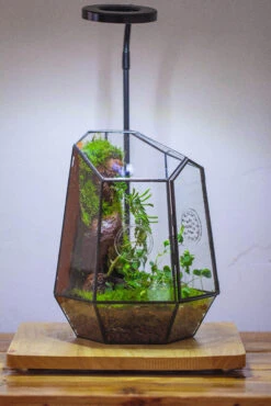 NCYP Close Geometric Tin Glass Terrarium With Door, Vent, Insect Bug Terrarium -Terrarium Plant Hub IMG 4449