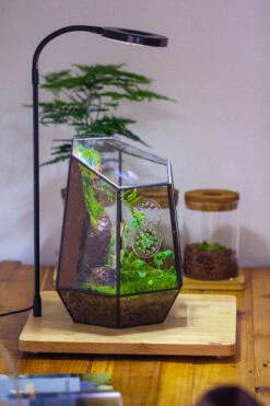 NCYP Close Geometric Tin Glass Terrarium With Door, Vent, Insect Bug Terrarium -Terrarium Plant Hub IMG 4455