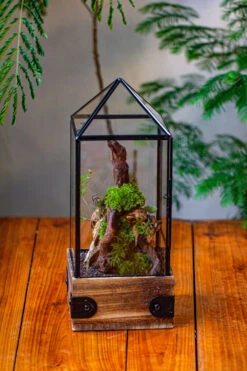 Handmade Glass Terrarium With Wood Base, Pyramid Shape Planter With Door, With LED Wood Lamp Base For Plants, Moss Landscapes, Plant Lover Gift -Terrarium Plant Hub IMG 4464 1