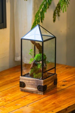 Handmade Glass Terrarium With Wood Base, Pyramid Shape Planter With Door, With LED Wood Lamp Base For Plants, Moss Landscapes, Plant Lover Gift -Terrarium Plant Hub IMG 4465