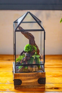 Handmade Glass Terrarium With Wood Base, Pyramid Shape Planter With Door, With LED Wood Lamp Base For Plants, Moss Landscapes, Plant Lover Gift -Terrarium Plant Hub IMG 4466 1