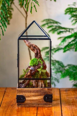 Handmade Glass Terrarium With Wood Base, Pyramid Shape Planter With Door, With LED Acrylic Lamp Base For Plants, Moss Landscapes, Plant Lover Gift -Terrarium Plant Hub IMG 4469