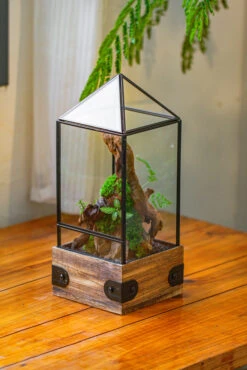 Handmade Glass Terrarium With Wood Base, Pyramid Shape Planter With Door, With LED Acrylic Lamp Base For Plants, Moss Landscapes, Plant Lover Gift -Terrarium Plant Hub IMG 4470