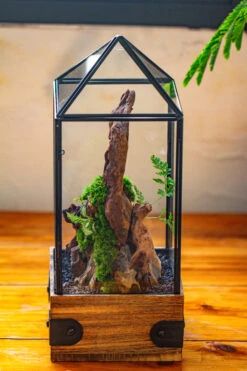 Handmade Glass Terrarium With Wood Base, Pyramid Shape Planter With Door, With LED Wood Lamp Base For Plants, Moss Landscapes, Plant Lover Gift -Terrarium Plant Hub IMG 4471 3db68743 15c2 4171 b338 68ddec2d464c