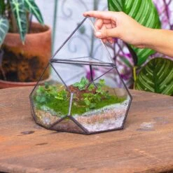 Geometric Terrarium Irregular, Handmade,Tin And Glass -Terrarium Plant Hub IMG 4474