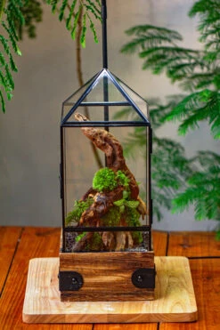 Handmade Glass Terrarium With Wood Base, Pyramid Shape Planter With Door, With LED Wood Lamp Base For Plants, Moss Landscapes, Plant Lover Gift -Terrarium Plant Hub IMG 4474 c29c5c6a 655e 4315 a38a e81501000cac
