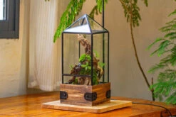 Handmade Glass Terrarium With Wood Base, Pyramid Shape Planter With Door, With LED Wood Lamp Base For Plants, Moss Landscapes, Plant Lover Gift -Terrarium Plant Hub IMG 4477 dd9f79dd b283 4ced 9313 4d1559afb5c9
