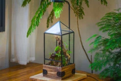 Handmade Glass Terrarium With Wood Base, Pyramid Shape Planter With Door, With LED Wood Lamp Base For Plants, Moss Landscapes, Plant Lover Gift -Terrarium Plant Hub IMG 4479