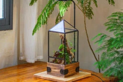 Handmade Glass Terrarium With Wood Base, Pyramid Shape Planter With Door, With LED Acrylic Lamp Base For Plants, Moss Landscapes, Plant Lover Gift -Terrarium Plant Hub IMG 4480 e98c4b0c 7b6d 4ba9 9731 60cef68ba00a