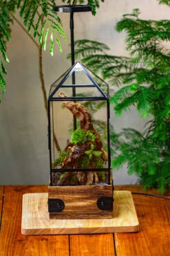 Handmade Glass Terrarium With Wood Base, Pyramid Shape Planter With Door, With LED Wood Lamp Base For Plants, Moss Landscapes, Plant Lover Gift -Terrarium Plant Hub IMG 4481 e567dbef 54d6 4f44 9440 ca58ac5bfd97