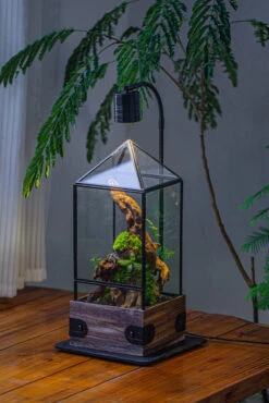 Handmade Glass Terrarium With Wood Base, Pyramid Shape Planter With Door, With LED Wood Lamp Base For Plants, Moss Landscapes, Plant Lover Gift -Terrarium Plant Hub IMG 4482 5d56db64 8af0 4346 8c95 c88b4632a286 1