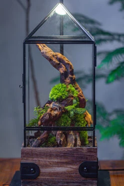 Handmade Glass Terrarium With Wood Base, Pyramid Shape Planter With Door, With LED Acrylic Lamp Base For Plants, Moss Landscapes, Plant Lover Gift -Terrarium Plant Hub IMG 4488 0c53f5e4 62cb 48bf 9407 60b1d13454e0