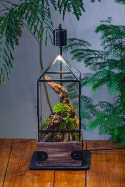 Handmade Glass Terrarium With Wood Base, Pyramid Shape Planter With Door, With LED Acrylic Lamp Base For Plants, Moss Landscapes, Plant Lover Gift -Terrarium Plant Hub IMG 4489 34d26b5c 4262 41ca b528 d6fe2f35418d