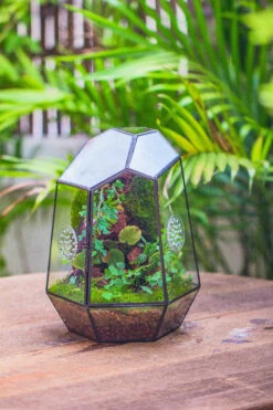 Planting Kit For This Close Geometric Tin Glass Terrarium With Door, Vent -Terrarium Plant Hub IMG 4495