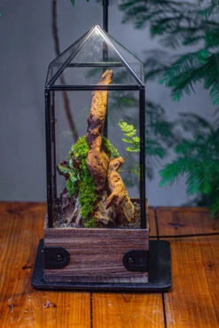 Handmade Glass Terrarium With Wood Base, Pyramid Shape Planter With Door, With LED Acrylic Lamp Base For Plants, Moss Landscapes, Plant Lover Gift -Terrarium Plant Hub IMG 4499 a4fd1a1d a6d7 4702 b1b1 2db34258e816