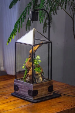 Handmade Glass Terrarium With Wood Base, Pyramid Shape Planter With Door, With LED Acrylic Lamp Base For Plants, Moss Landscapes, Plant Lover Gift -Terrarium Plant Hub IMG 4500 22491ed6 4013 468b 9978 22d608b549c0
