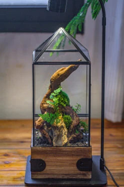 Handmade Glass Terrarium With Wood Base, Pyramid Shape Planter With Door, With LED Acrylic Lamp Base For Plants, Moss Landscapes, Plant Lover Gift -Terrarium Plant Hub IMG 4501 e716292d 4a79 488f 86da 982404314d67