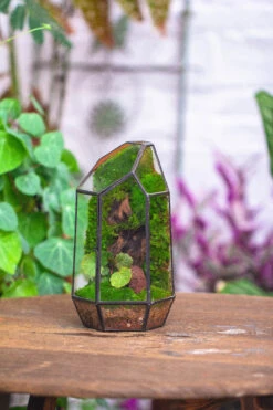 Handmade Black Various Size Irregular Tall Geometric Glass Terrarium Garden Succulents -Terrarium Plant Hub IMG 4524
